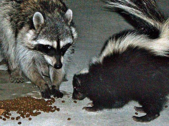 Photo of skunk and raccoon